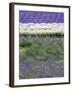 Rows of Lavender-Terry Eggers-Framed Photographic Print