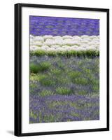 Rows of Lavender-Terry Eggers-Framed Photographic Print