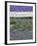 Rows of Lavender-Terry Eggers-Framed Photographic Print