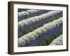 Rows of Lavender-Terry Eggers-Framed Photographic Print