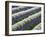 Rows of Lavender-Terry Eggers-Framed Photographic Print