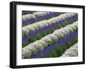 Rows of Lavender-Terry Eggers-Framed Photographic Print