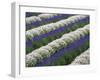 Rows of Lavender-Terry Eggers-Framed Photographic Print