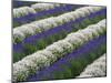 Rows of Lavender-Terry Eggers-Mounted Photographic Print