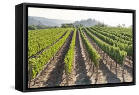 Rows of Lush Vineyards-Billy Hustace-Framed Stretched Canvas