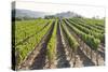 Rows of Lush Vineyards-Billy Hustace-Stretched Canvas