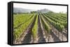 Rows of Lush Vineyards-Billy Hustace-Framed Stretched Canvas