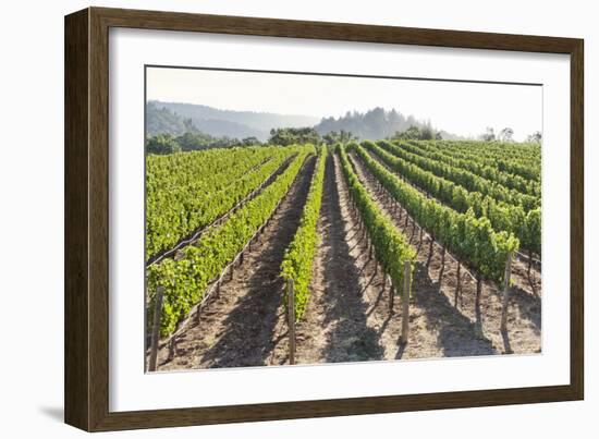 Rows of Lush Vineyards-Billy Hustace-Framed Photographic Print