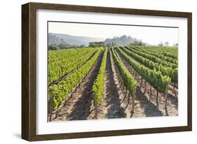 Rows of Lush Vineyards-Billy Hustace-Framed Photographic Print