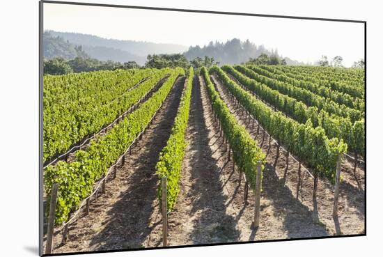 Rows of Lush Vineyards-Billy Hustace-Mounted Photographic Print