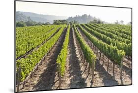 Rows of Lush Vineyards-Billy Hustace-Mounted Photographic Print