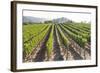 Rows of Lush Vineyards-Billy Hustace-Framed Photographic Print