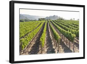 Rows of Lush Vineyards-Billy Hustace-Framed Photographic Print