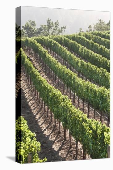 Rows of Lush Vineyards-Billy Hustace-Stretched Canvas