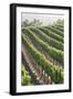 Rows of Lush Vineyards-Billy Hustace-Framed Photographic Print