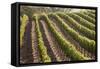 Rows of Lush Vineyards-Billy Hustace-Framed Stretched Canvas