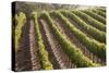 Rows of Lush Vineyards-Billy Hustace-Stretched Canvas