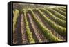 Rows of Lush Vineyards-Billy Hustace-Framed Stretched Canvas