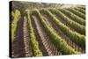 Rows of Lush Vineyards-Billy Hustace-Stretched Canvas