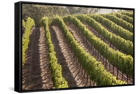 Rows of Lush Vineyards-Billy Hustace-Framed Stretched Canvas