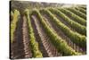 Rows of Lush Vineyards-Billy Hustace-Stretched Canvas