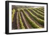 Rows of Lush Vineyards-Billy Hustace-Framed Photographic Print