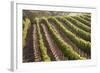 Rows of Lush Vineyards-Billy Hustace-Framed Photographic Print