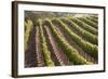 Rows of Lush Vineyards-Billy Hustace-Framed Photographic Print