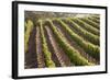 Rows of Lush Vineyards-Billy Hustace-Framed Photographic Print