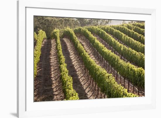 Rows of Lush Vineyards-Billy Hustace-Framed Photographic Print