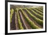 Rows of Lush Vineyards-Billy Hustace-Framed Photographic Print