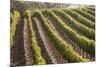 Rows of Lush Vineyards-Billy Hustace-Mounted Photographic Print