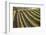 Rows of Lush Vineyards-Billy Hustace-Framed Photographic Print