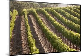 Rows of Lush Vineyards-Billy Hustace-Mounted Photographic Print