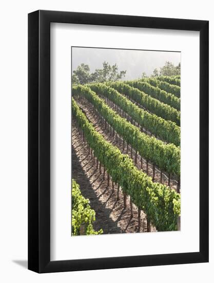 Rows of Lush Vineyards-Billy Hustace-Framed Photographic Print