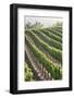 Rows of Lush Vineyards-Billy Hustace-Framed Photographic Print