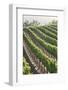 Rows of Lush Vineyards-Billy Hustace-Framed Photographic Print