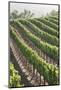 Rows of Lush Vineyards-Billy Hustace-Mounted Photographic Print