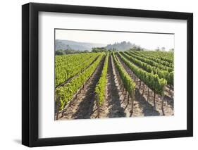 Rows of Lush Vineyards-Billy Hustace-Framed Photographic Print