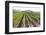 Rows of Lush Vineyards-Billy Hustace-Framed Photographic Print