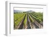 Rows of Lush Vineyards-Billy Hustace-Framed Photographic Print