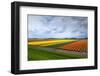 Rows of Orange and Yellow Tulip Fields-catolla-Framed Photographic Print