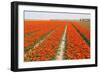 Rows of Orange Tulips-tpzijl-Framed Photographic Print