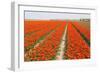 Rows of Orange Tulips-tpzijl-Framed Photographic Print