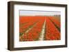 Rows of Orange Tulips-tpzijl-Framed Photographic Print