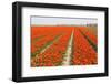 Rows of Orange Tulips-tpzijl-Framed Photographic Print