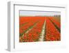 Rows of Orange Tulips-tpzijl-Framed Photographic Print