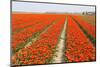 Rows of Orange Tulips-tpzijl-Mounted Photographic Print