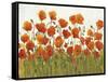 Rows of Poppies I-Tim O'toole-Framed Stretched Canvas