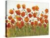 Rows of Poppies I-Tim O'toole-Stretched Canvas